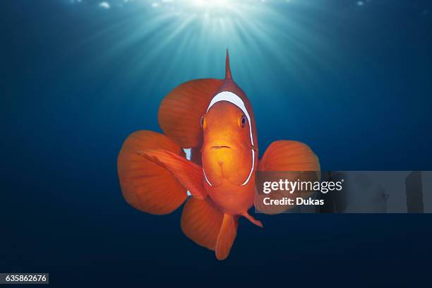 Spinecheek Clownfish, Premnas aculeatus, Florida Islands, Solomon Islands.