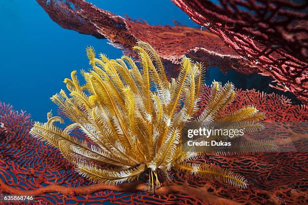 Yellow Crinoid on Sea Fan, Comanthina schlegeli, Marovo Lagoon, Solomon Islands.