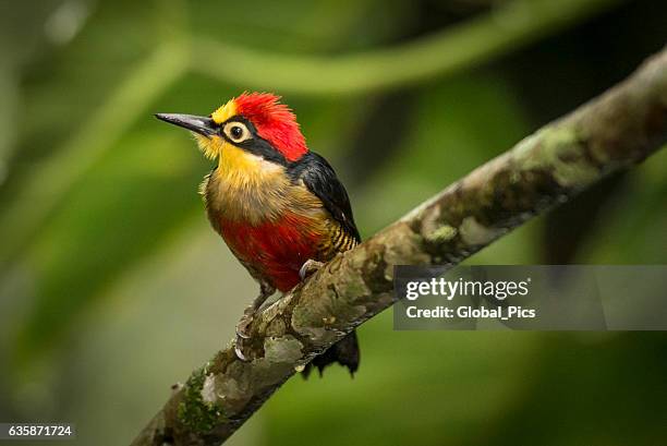 yellow-fronted woodpecker (melanerpes flavifrons) - yellow fronted woodpecker stock pictures, royalty-free photos & images