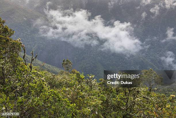 Cloud forest in Manu National Park, Peru,.