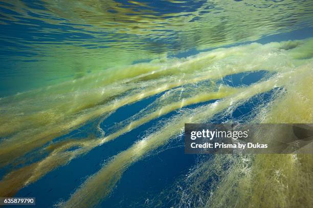 Marine Mucilage in Ocean, Florida Islands, Solomon Islands.