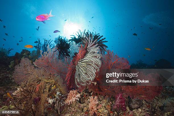 Sea Fan in Coral Reef, Melithaea sp., Marovo Lagoon, Solomon Islands.