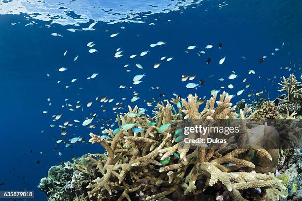 Cromis over Coral Reef, Chromis viridis, Marovo Lagoon, Solomon Islands.