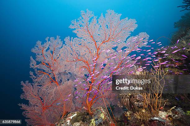 Yellowback Anthias in Coral Reef, Pseudanthias cf tuka, Marovo Lagoon, Solomon Islands.