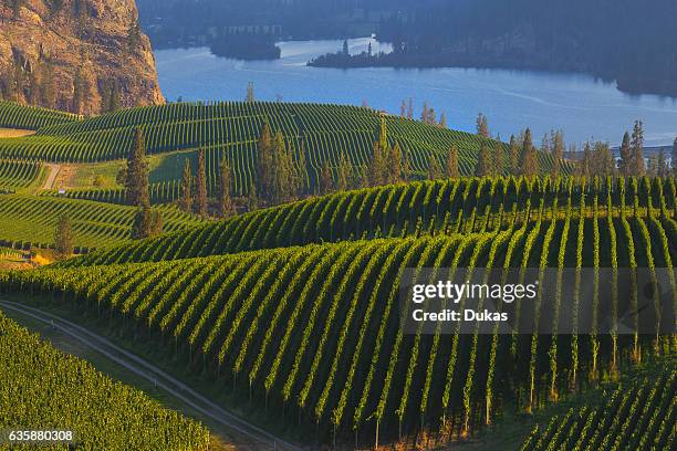 Vineyards in British Columbia.