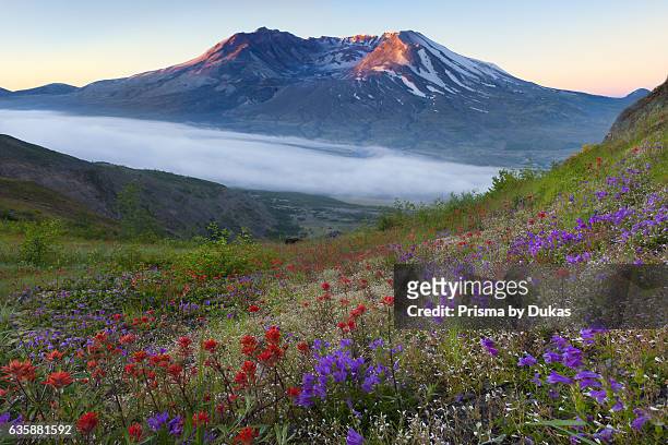 Mount St. Helens and wild flowers.