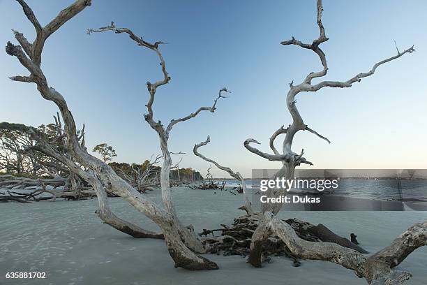 Driftwood Beach at Jekyll Island.