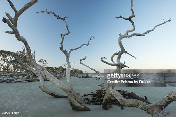 Driftwood Beach at Jekyll Island.