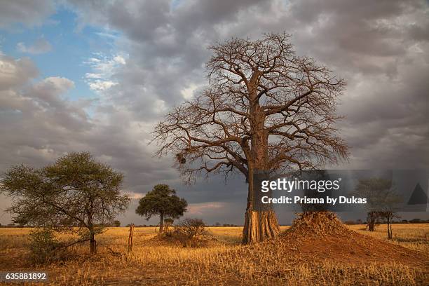 Baobab tree, adansonia digitata, in Tanzania.
