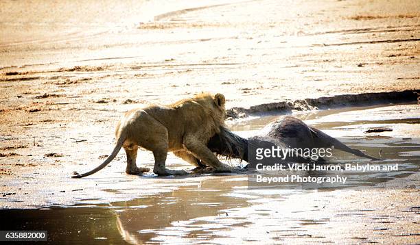 lion dragging away his wildebeest kill in the serengeti - leo awards 2016 stock pictures, royalty-free photos & images