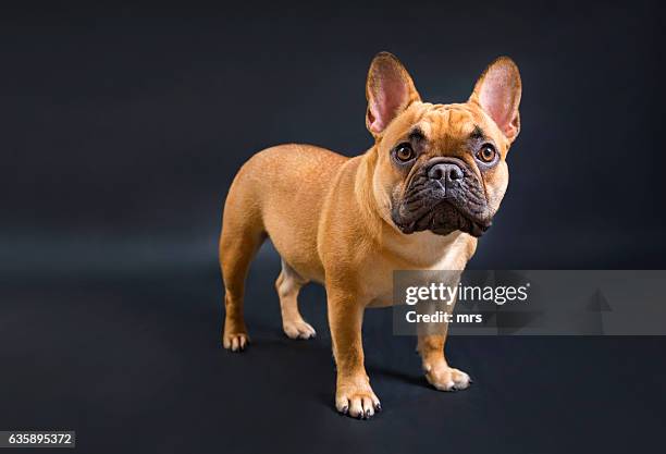 french bulldog - buldogue francês imagens e fotografias de stock
