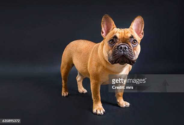 french bulldog - 法國老虎狗 個照片及圖片檔