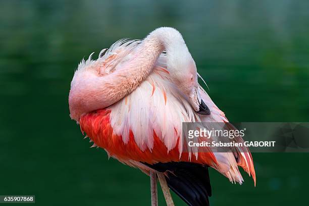 close-up of flamingo / flamant rose. - flamant rose stock pictures, royalty-free photos & images