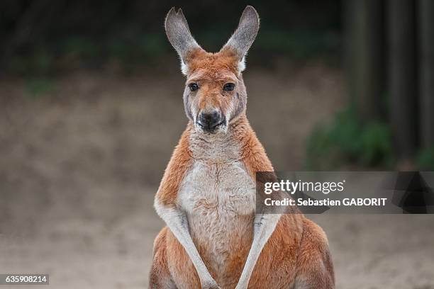 close-up of kangaroo / kangourou - kangaroo jump stock pictures, royalty-free photos & images