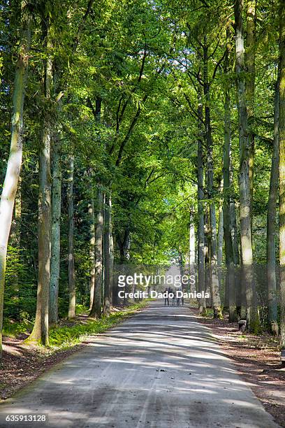 forrest road - hasselt belgium stock pictures, royalty-free photos & images