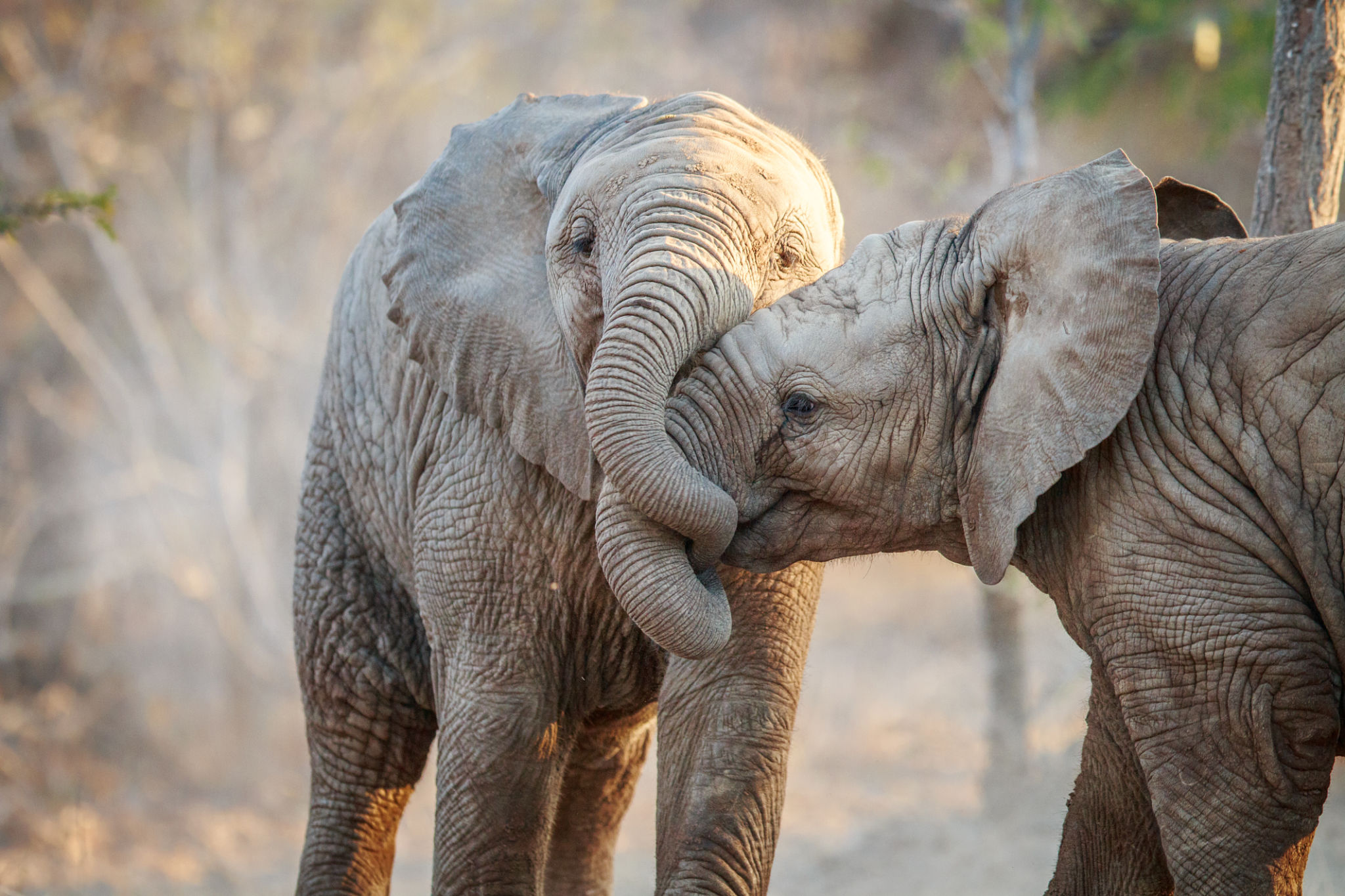 big five animals