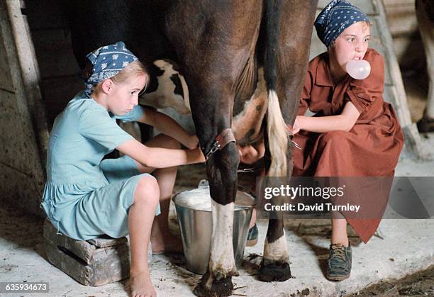 An Amish girl blows a chewing gum bubble as she milks a cow. | Location: Near Shipshewana, Indiana, USA.