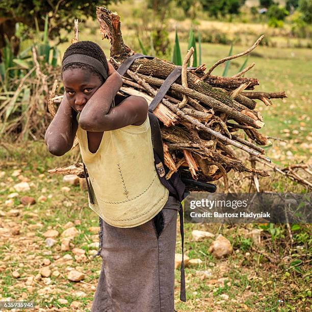young african girl carrying brushwood, southern kenya, east africa - child labour stock pictures, royalty-free photos & images