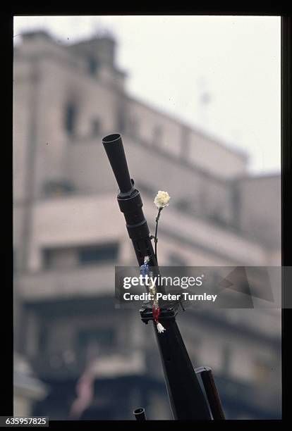 Flower Rifle 709 Flower In Rifle Stock Photos, High-Res Pictures, and Images - Getty ...