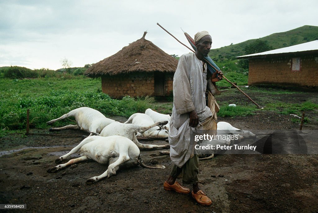 Man with His Dead Cattle After Volcanic Disaster