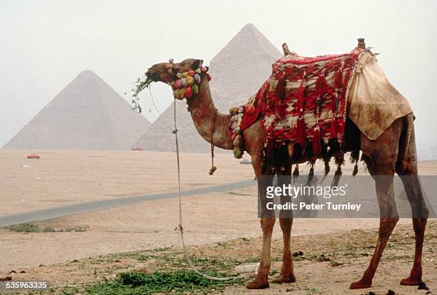 Camel at Giza Pyramids