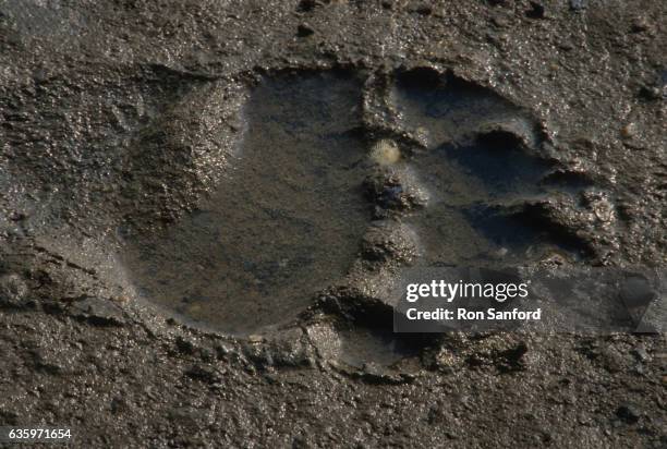 brown bear paw print in mud. - bear paw print stock-fotos und bilder