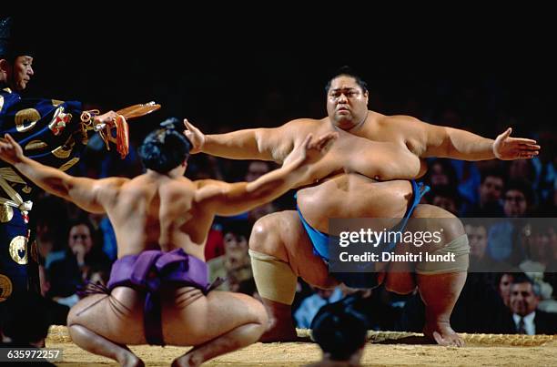 113 小錦 写真 Stock Photos, High-Res Pictures, and Images - Getty Images