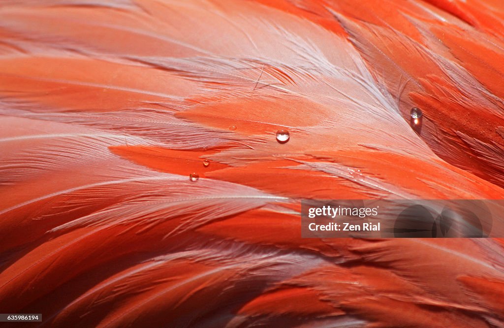 Macro of bird feathers with water drops - Pink Flamingo - Phoenicopteridae