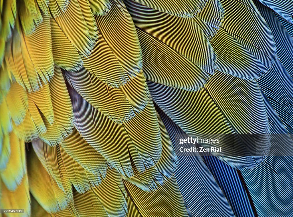 Macro of bird feathers - Blue and Yellow macaw, Ara ararauna