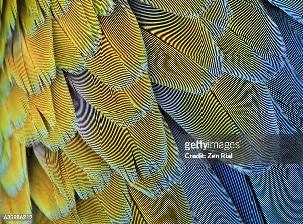 macro of bird feathers - blue and yellow macaw, ara ararauna - habitat bird florida stock pictures, royalty-free photos & images