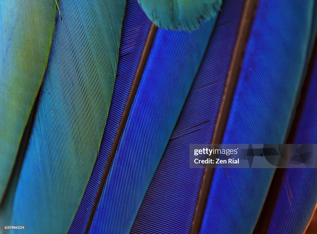 Macro of bird feathers - Blue and Yellow macaw, Ara ararauna
