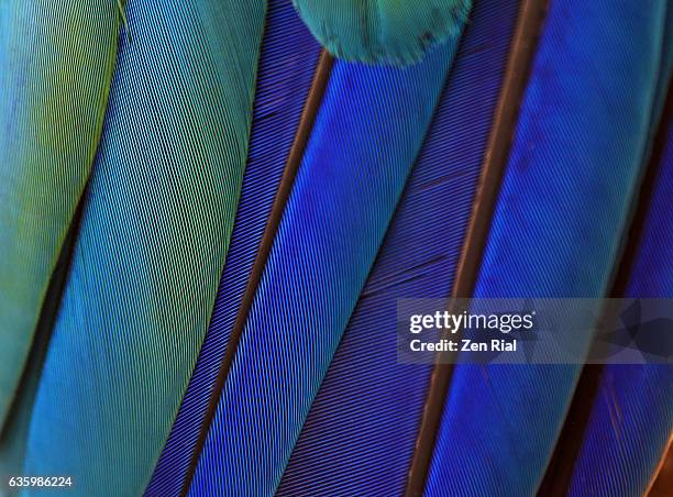 macro of bird feathers - blue and yellow macaw, ara ararauna - habitat bird florida stock pictures, royalty-free photos & images