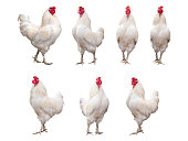 White Rooster, Cock or Chicken isolated on a white background