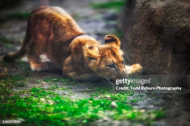 sneak attack - pounce attack stock pictures, royalty-free photos & images