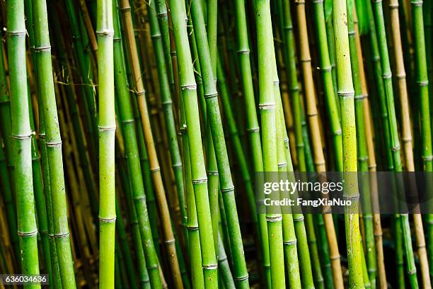piante di bambù in giardino - bambù materiale foto e immagini stock