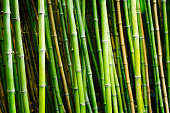 Bamboo plants in garden