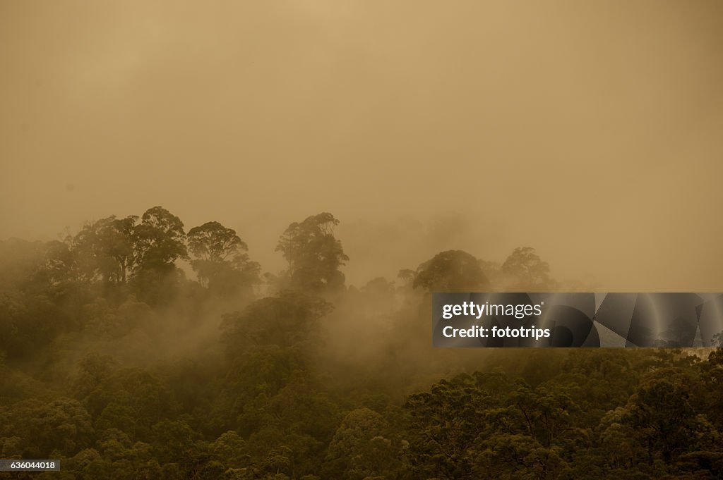 Tropical rainforest in Hala-Bala Wildlife Sanctuary of Thailand
