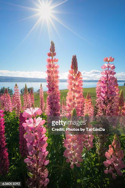 sunstar and the pink russle lupines - tékapo fotografías e imágenes de stock