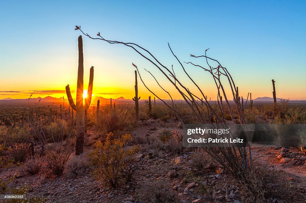 Sunset at Saguaro National Park, New Mexico