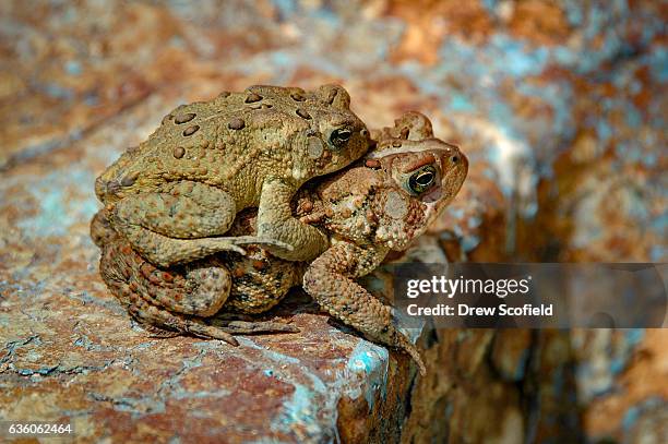 Amplexus Amplexus Photos and Premium High Res Pictures - Getty Images