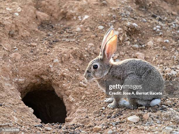 rabbit sat in the field illuminated by the light of the sun. ( species oryctolagus cuniculus.) - cottontail stockfoto's en -beelden