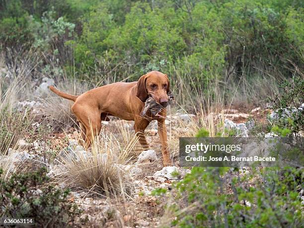 hunting dog with a partridge in the mouth, (braco hungaro) - maul stock-fotos und bilder