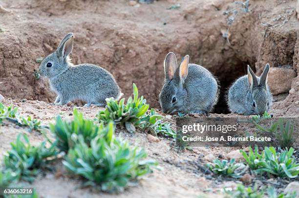 group of rabbits juveniles going out of his burrow,  considered as plague. ( species oryctolagus cuniculus.) - rabbit burrow stock-fotos und bilder