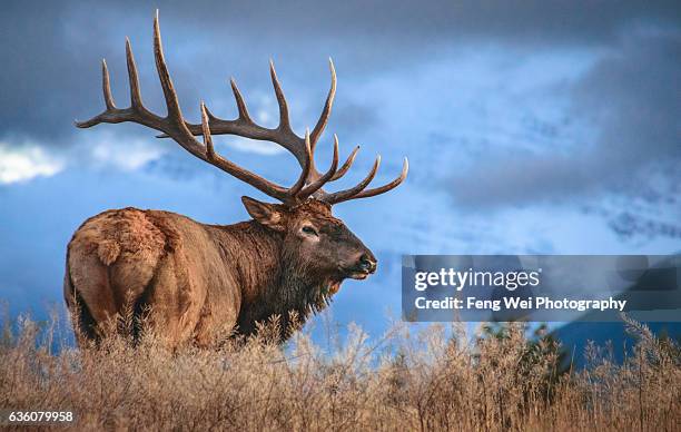 male bull elk, jasper national park, alberta, canada - elk stock-fotos und bilder