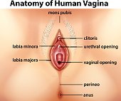 Diagram showing anatomy of human vagina