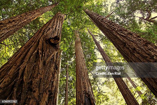 looking up at redwood trees, sequoia, sequoioideae in pfeiffer big sur state park, california - floresta de sequoias - fotografias e filmes do acervo