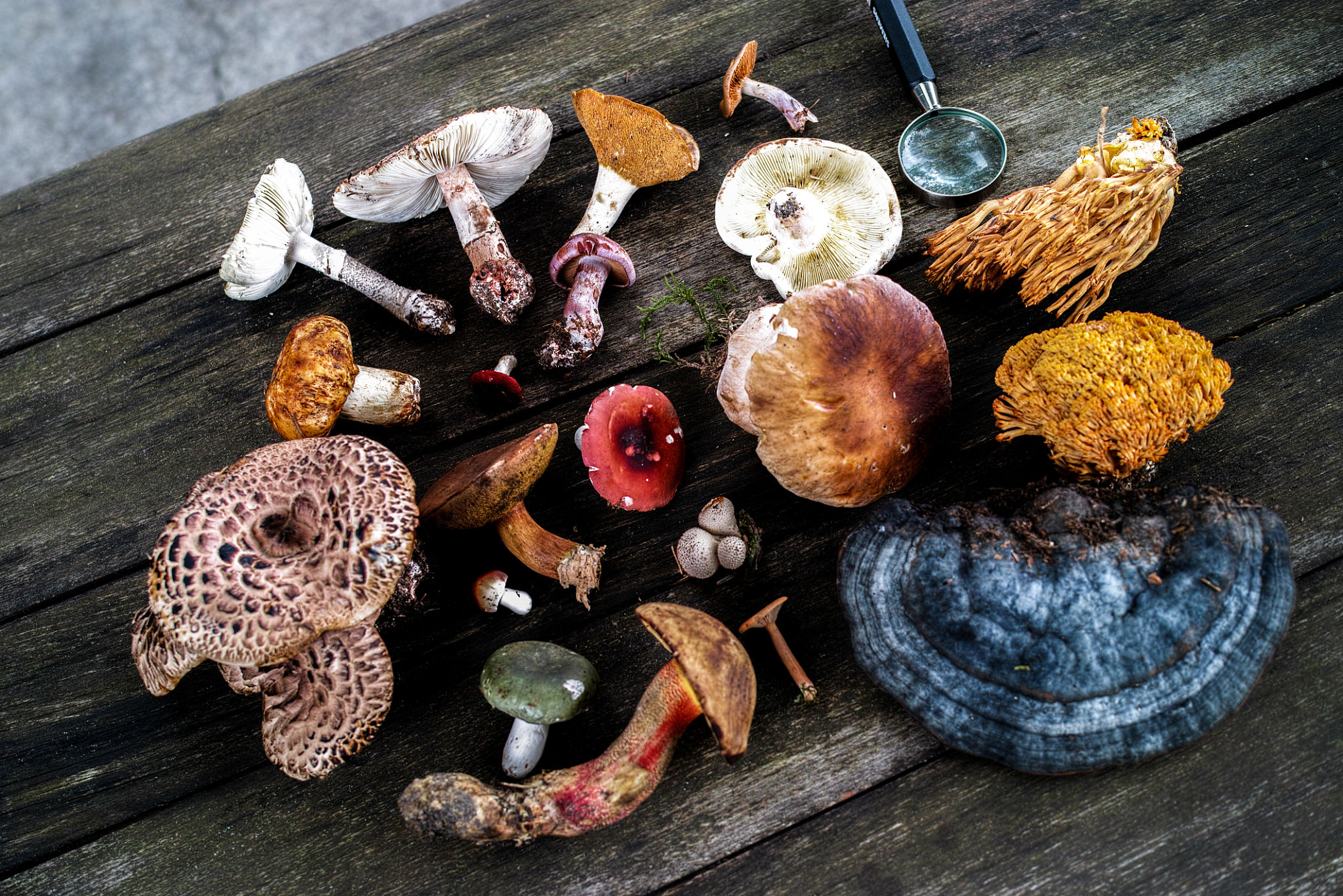 medicinal mushrooms