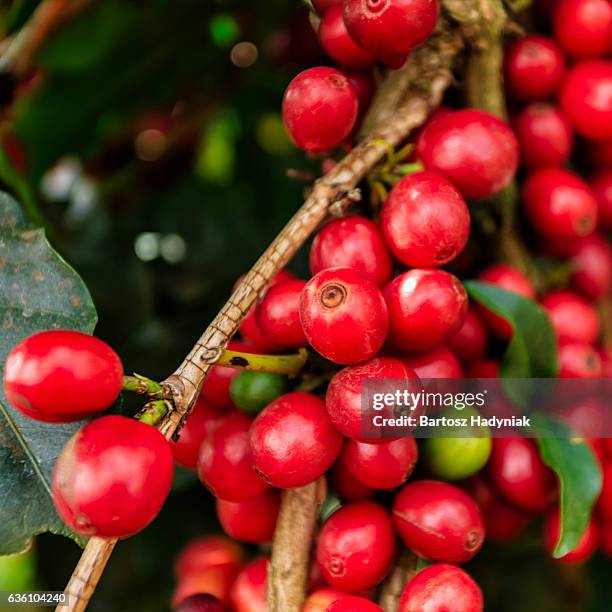 close-up of coffee cherries on kenyan plantation, east africa - ethiopian farming stock pictures, royalty-free photos & images