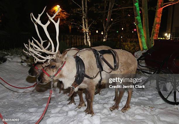 View of reindeer at the Victorino Noval Foundation Christmas Party on December 17, 2016 in Beverly Hills, California.