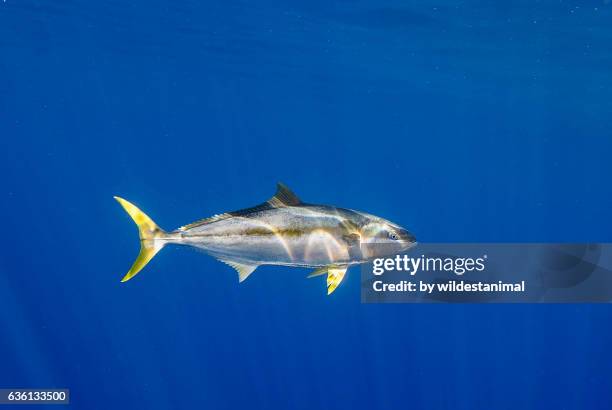 yellow tail tuna - yellow fin tuna fish stockfoto's en -beelden